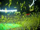 A lot of yellow balloons in YAHOO DOME!