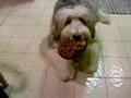Antiguo Perro Pastor Inglés video