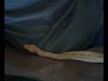 ALBINO GREEN BURM PYTHON ALBINO GREEN BURM PYTHON