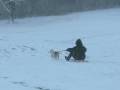 2009-03-04 | Dogsled Memphis ~> Dogsledding at Shelby Farms. 6 inches of Snow Memphis. February 28, 2009. ... (0:22)