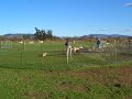 Herding Corgi Herding Corgi