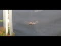 Zweefvlieg(onscherp) en camera bestuderen elkaar.