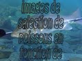 Magnifique chasse du 22 dec 2008 Magnifique chasse du 22 dec 2008