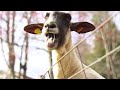 Funny Goats Screaming like Humans – Funny Goats Screaming like Humans