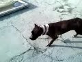 presa canario vs staffordshire bullterrier