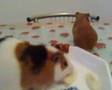 cavie affamate... crescono 3