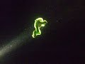 diving frog