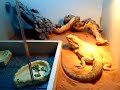 My bearded dragon hotel!