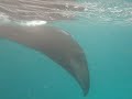 Manta Encounter 1