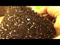 Organic Fertilizing : How Plants Grow in Soil