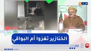 الشيخ النوي: الخنازير البرية تغزو مدينة أم البواقي..   وين راهم السلطات