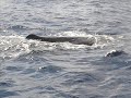 Ballena Cachalote y Tiburon Ballena