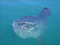 Pembroke family catches an ocean oddity on camera