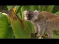 Madagascar Island Ark Promo