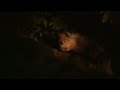 Madagascar Island Ark Promo