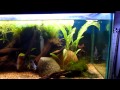 My 75 gal Discus / W. African aquarium