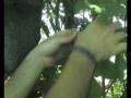 videos de agrikola