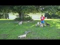 All the dogs together in the yard, just having a good time.