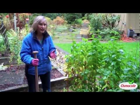 how to fertilize phlox
