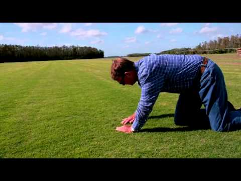 how to grow grass in nm