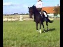 Dressage training 081006-2