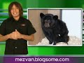 Telurica TV 267 - Blockbuster, super mario doom y el oso sol