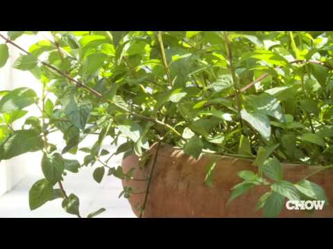 how to replant a mint plant