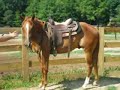 Quarter Horse, Waxhaw, NC Quarter Horse, Waxhaw, NC
