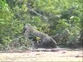Ataque de onça no Pantanal de Mato Grosso Ataque de onça no Pantanal de Mato Grosso