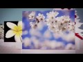 Botanic Photos - Happy Holidays