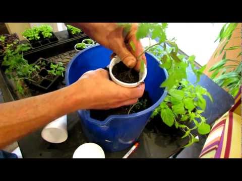 how to transplant vegetable plants