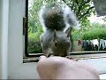 Little Boy - Surprise! Little Boy - Surprise!