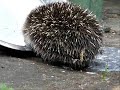 je?ek fon martinof - Erinaceus europaeus