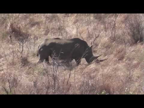 nashorn