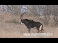 Sable Kruger Park.