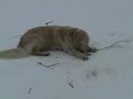 dog and woman rescued from water