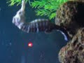 Aquario de 300 litros montado a um ano 