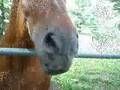 A new rare horse at Gilmerton Farm