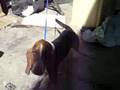 videos de mexican dog hairstyle