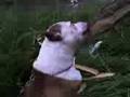 videos de Sadan