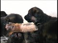 I cuccioli a 22 giorni Deutsche Schaferhund