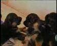 I cuccioli a 22 giorni Deutsche Schaferhund