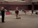 2006 AKC National Obedience Invitational  - Splash