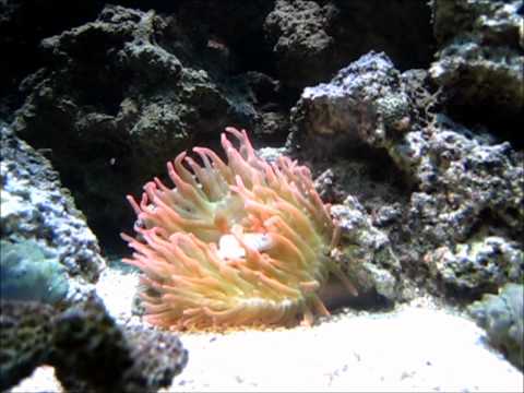 how to care for rbta