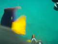 Peces de Isla de la Plata