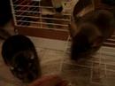 my chinchillas my chinchillas