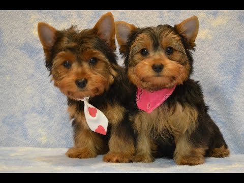 how to take care of a yorkie