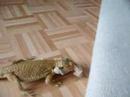 Pogona vs Mouse