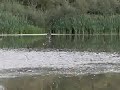Reiger