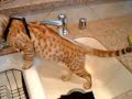 Chester-the-Bengal-K